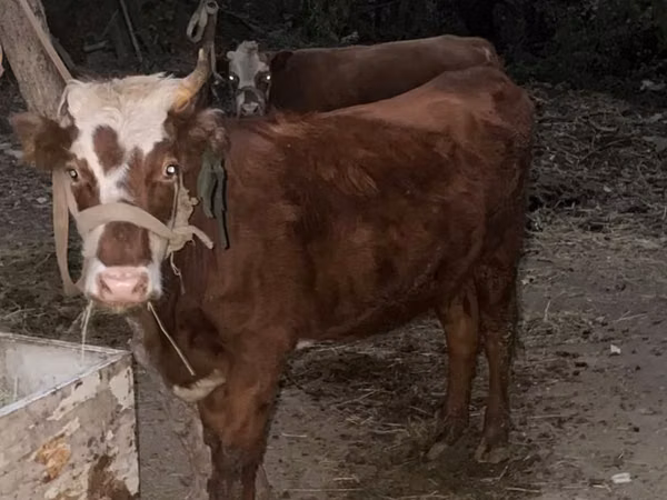 Cow, Simmental cattle — Kazakhstan