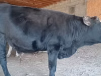 Bò cái, Latvian Blue cattle — ảnh 2