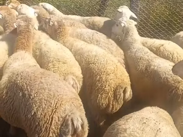 Kambing jantan, Sheep — Azerbaijan