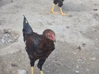 Chickens — عکس 6