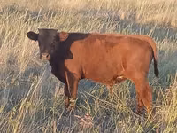 公牛, Simmental cattle — 照片 5