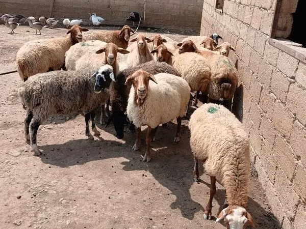 Sheep (batch, sex not specified), Sheep — Azerbaijan