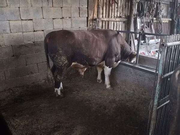 公牛, Cattle — 哈萨克斯坦