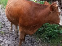 Cow, Cattle — photo 6