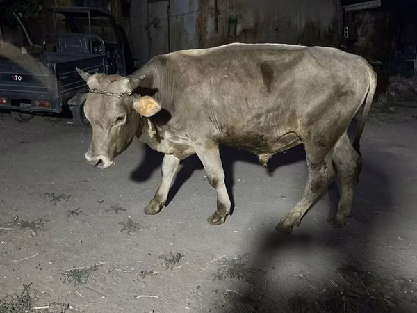 Bou, Bovine — Kârgâzstan