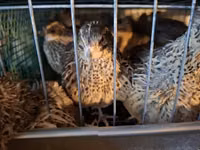Quails — عکس 4