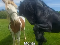 Hengst, Friesian — Foto 1