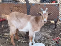 Ged, Saanen goat — foto 2