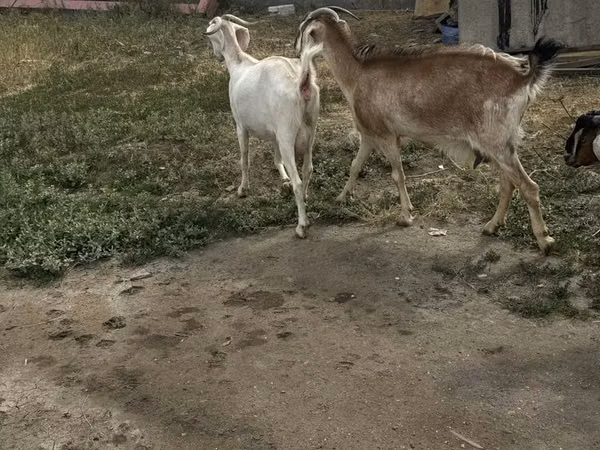 Koza, Beetal goats