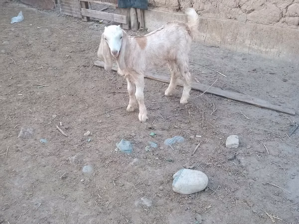 Billy Goat, Nubian Goat — Kyrgyzstan