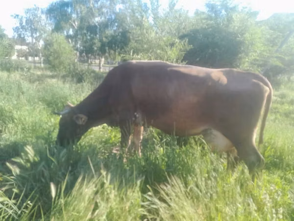 Krowa, Rasa alatauska