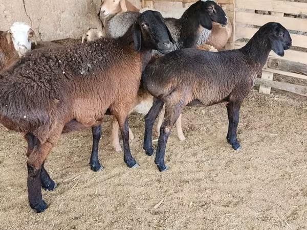 Oveja, Arashan sheep
