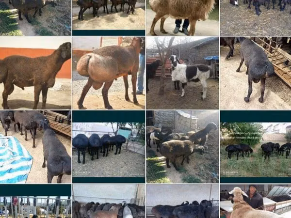 قوچ, گوسفند