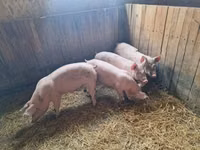 หมูป่าตัวผู้ — รูปภาพ 1