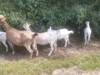 암염소, LaMancha goats — 사진 3