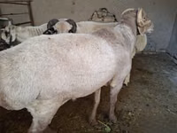 Ram, Sheep — photo 5