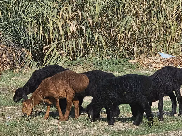 Bagge, Rhon sheep