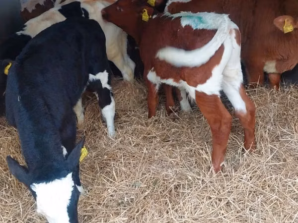 Tyre, Simmental cattle