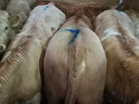 ძროხა, ლიმუზინის ძროხა — ფოტო 5