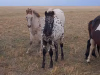 Hengst, Kazakh horse — Foto 5
