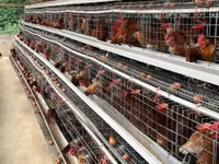 Chickens — foto 4