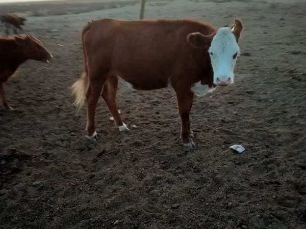 Cow, Kazakh White-headed cow — Kazakhstan