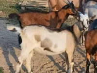 بز نر, بز — عکس 1