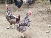 Chickens — zdjęcie 1