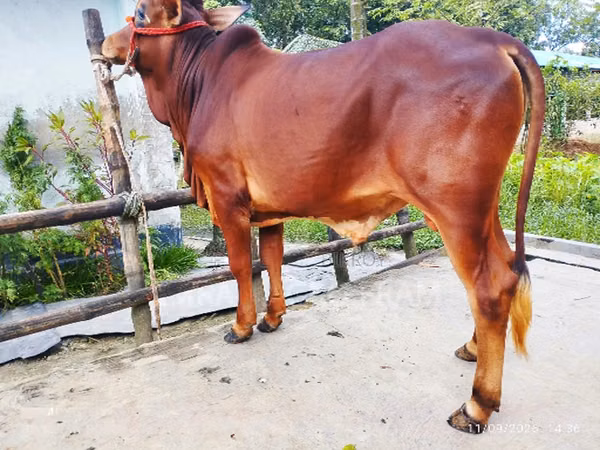 Bull, Cattle