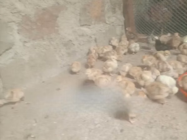 Chickens — Kenya