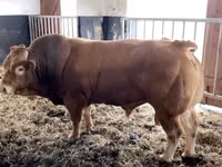 Vache, Bovins — photo 4