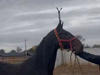 Koń, Orlov Trotter — zdjęcie 1
