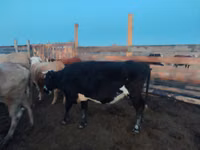 Vacă, Aberdeen-Angus — foto 2