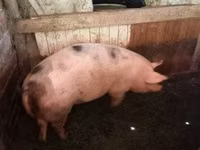 แม่สุกร, หมู — รูปภาพ 1