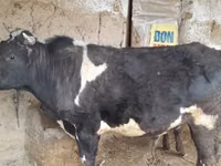 Toro, Bovini — foto 1