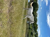 Kuda betina, Horses — foto 3