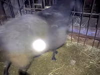 Vædder, Hissar sheep — foto 1