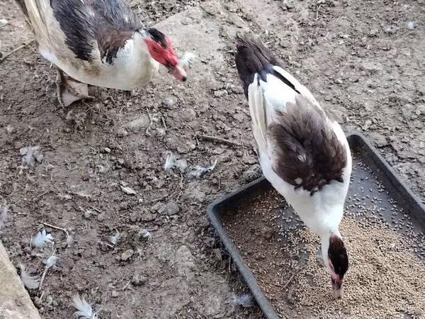 Domestic Muscovy — Azerbaijan