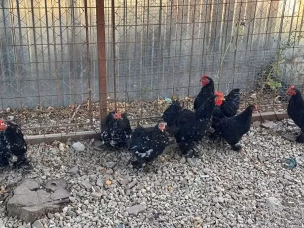 Pekin Bantam — Hungary