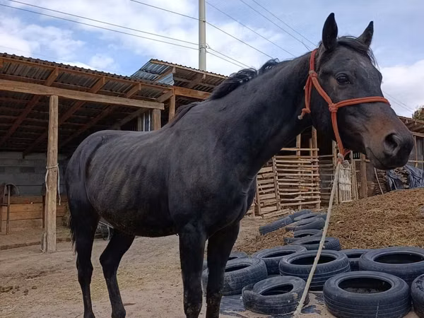 Pastuv, Thoroughbred horse — Киргистан