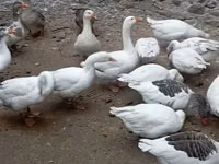 Geese — photo 4