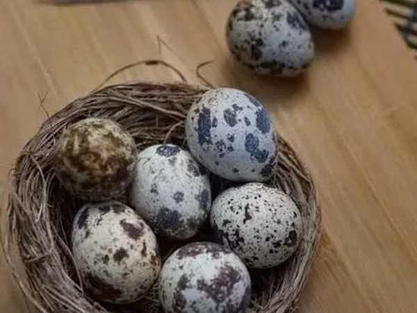 Լորի ինկուբացիոն ձու