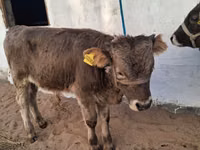 Bull, Alatau breed — photo 1