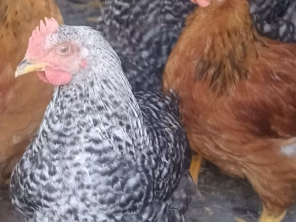 Chickens — Kyrgyzstan