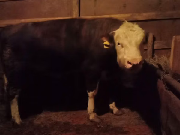 Touro, Cabeça Branca Ucraniana