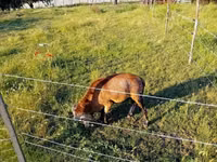 Billy Goat, Goats — photo 1