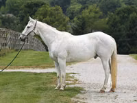 Aygʻir, National Show Horse — 2-rasm