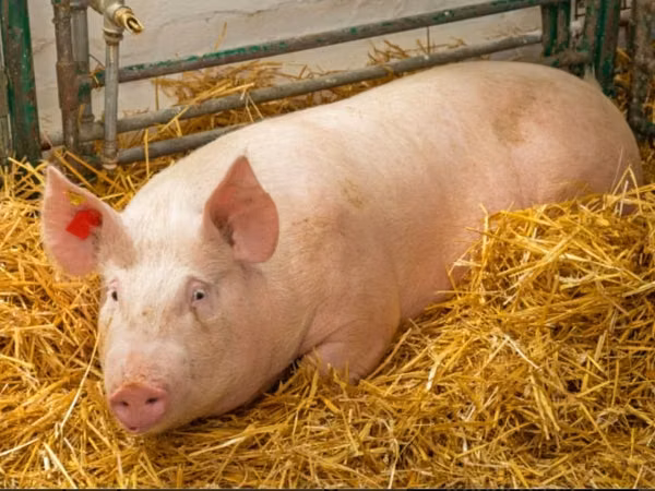 Boar, Pigs — Moldova