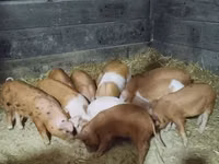 Pigs (batch, sex not specified) — photo 2
