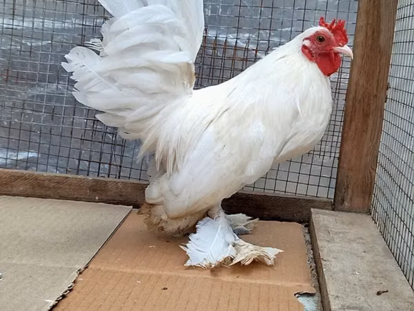 Chickens